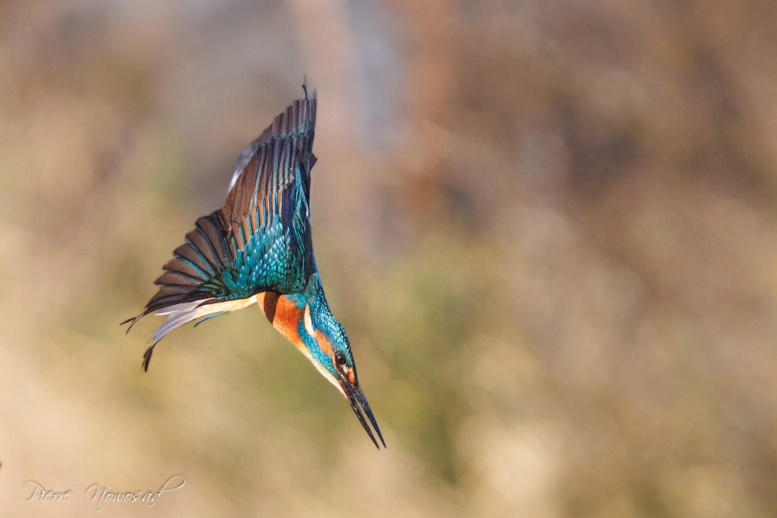IJsvogel