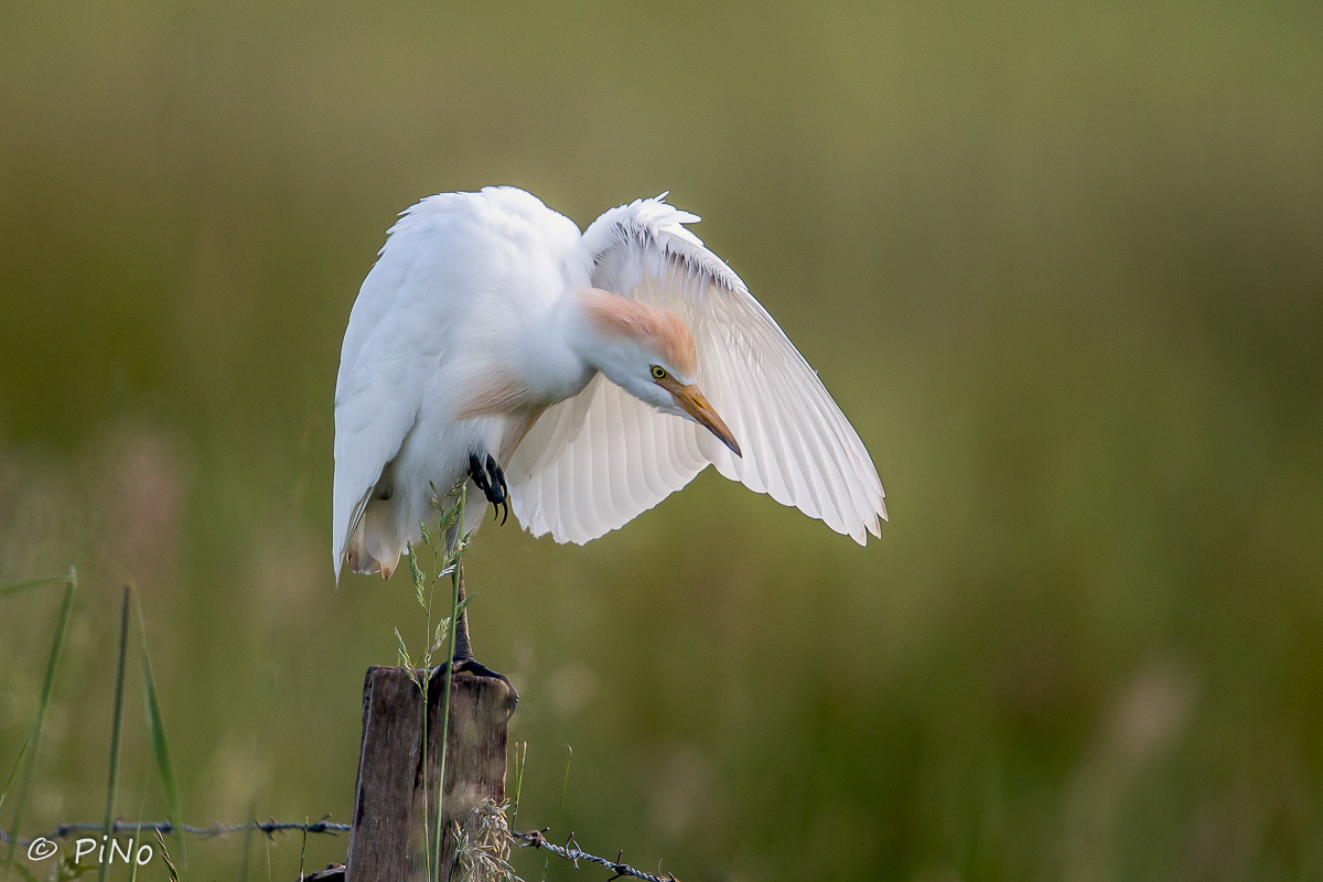 Koereiger