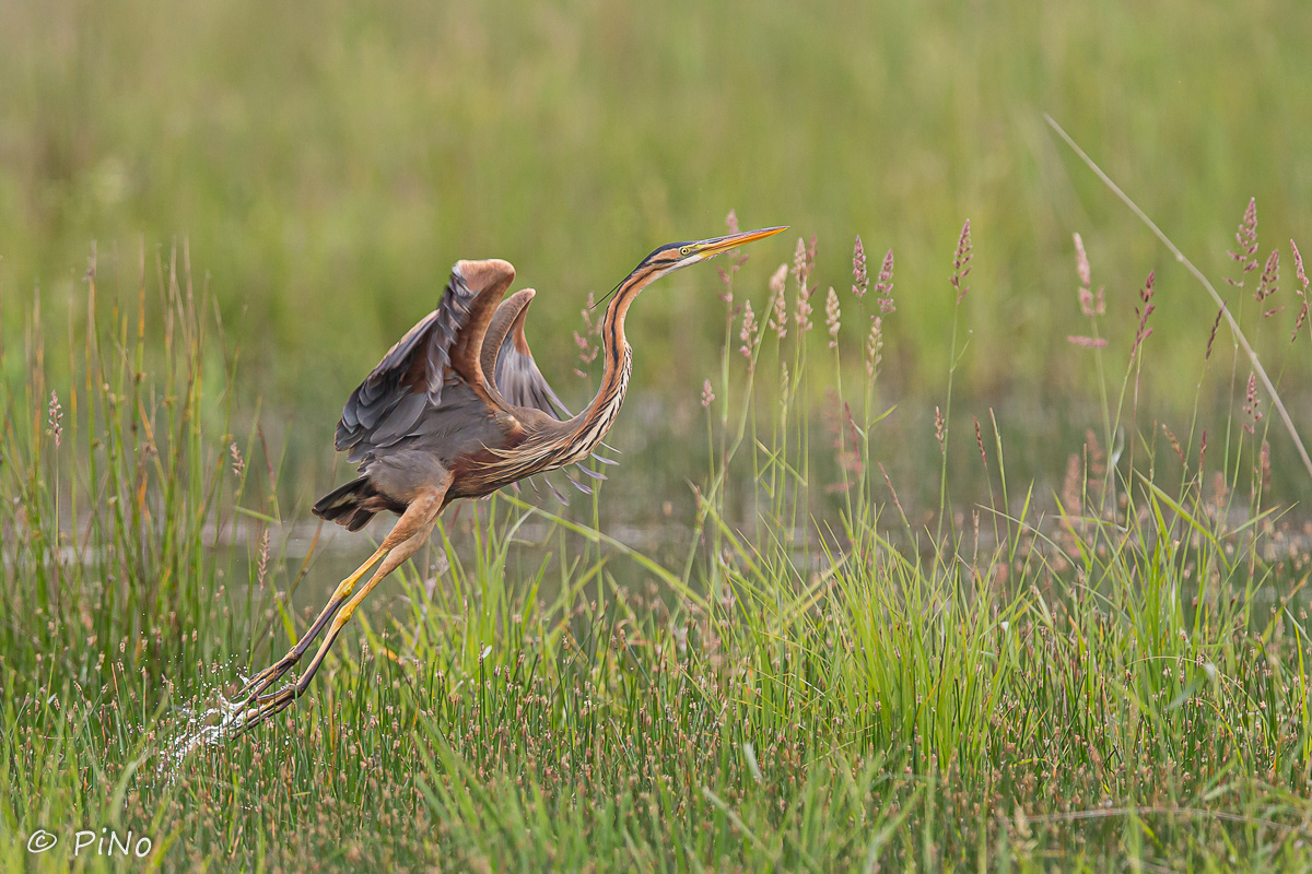 Purperreiger