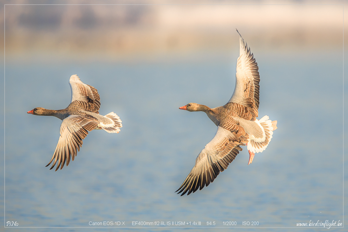 Grauwe gans