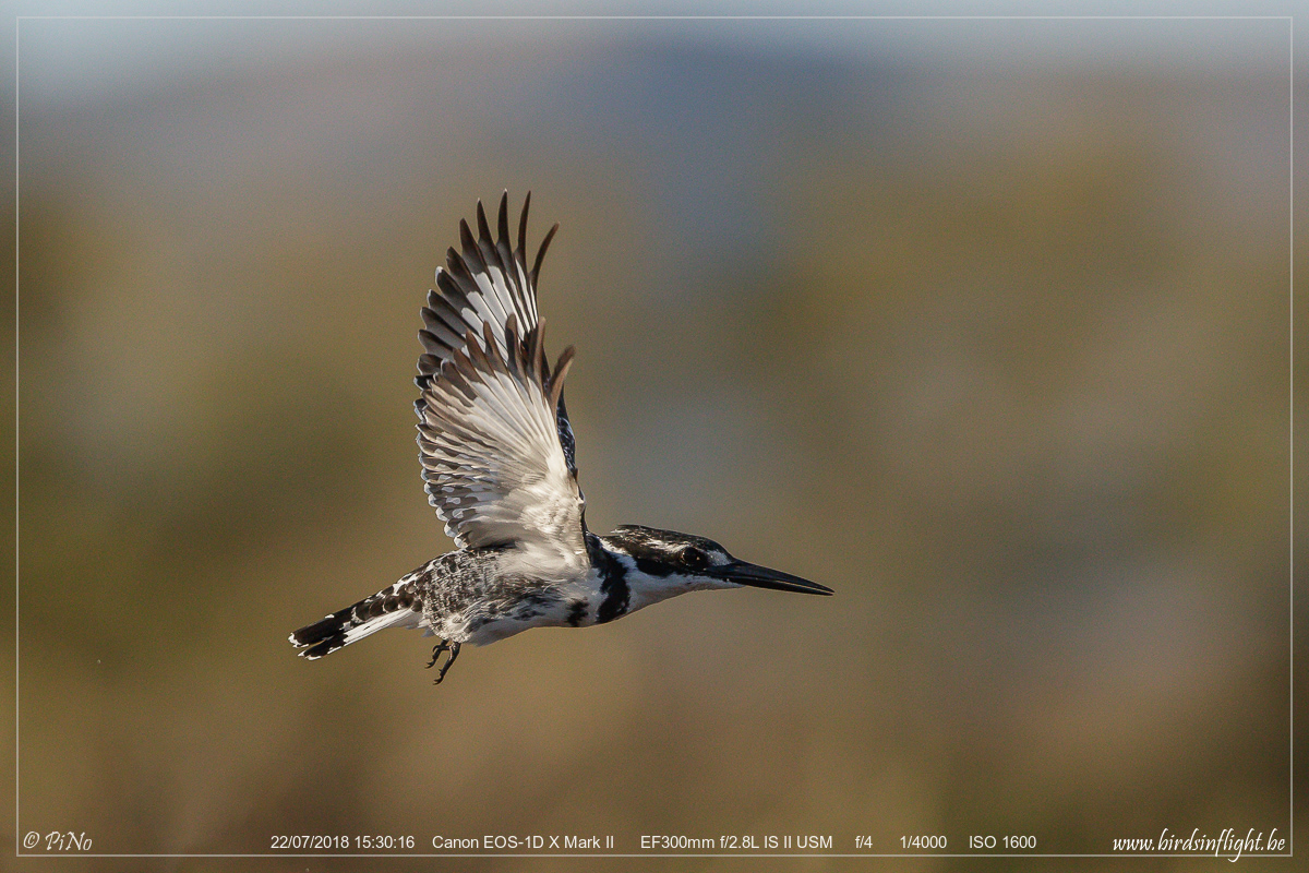 Bonte IJsvogel