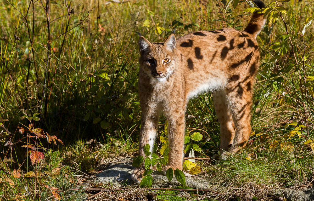 Lynx