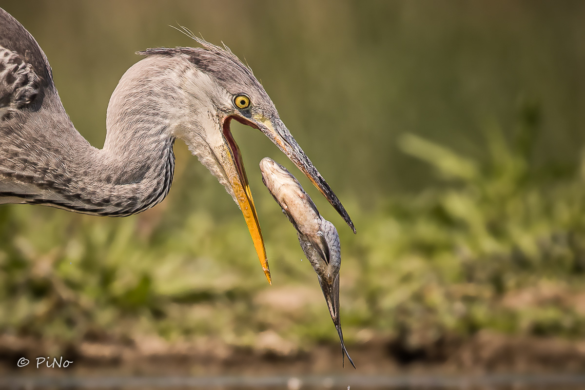 Blauwe Reiger
