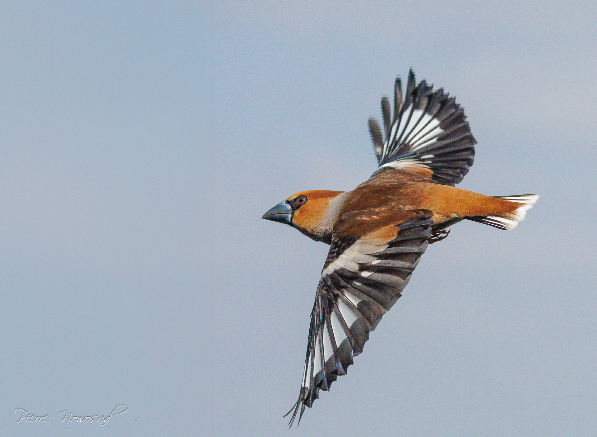 Appelvink