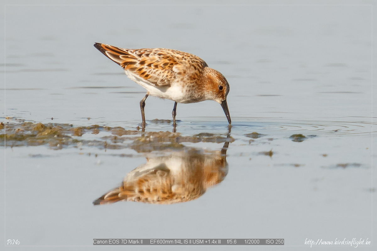 Kleine Strandloper