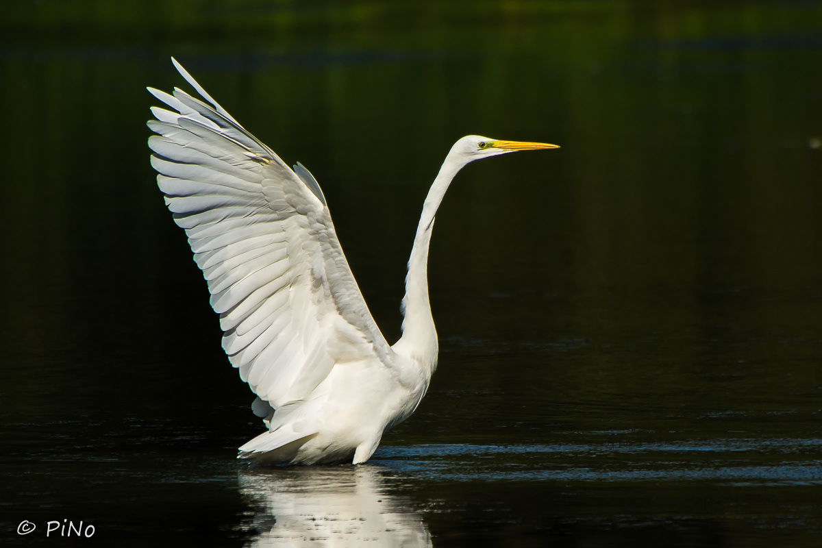 Grote Zilverreiger