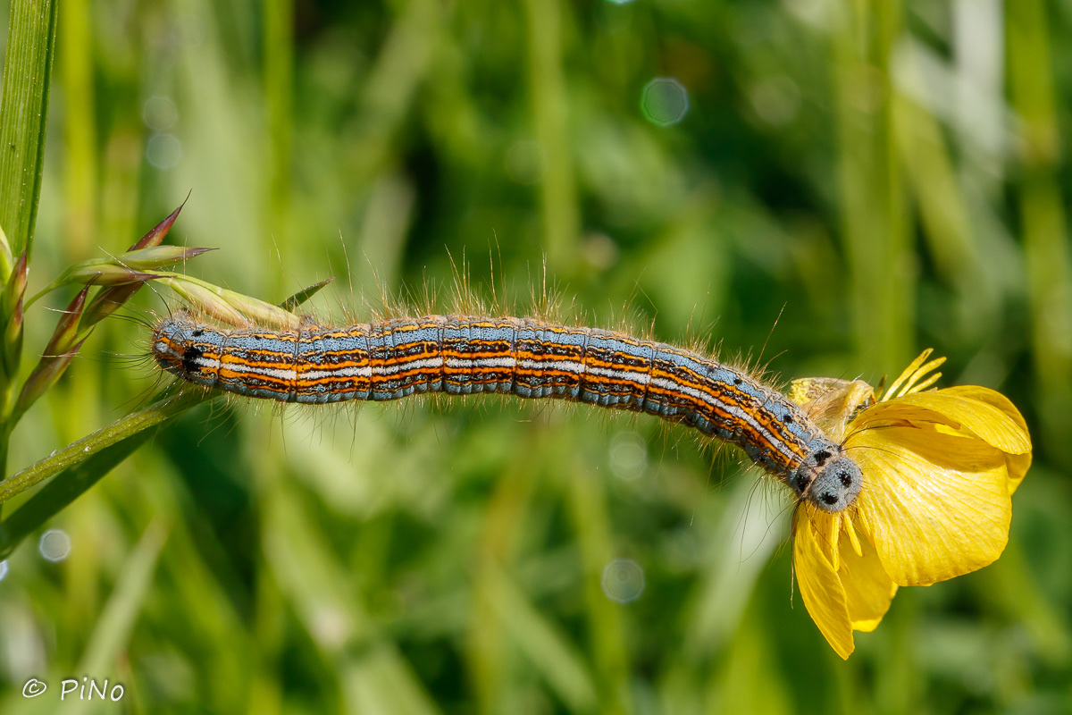 De ringelrups (Malacosoma neustria) of ringelrupsvlinder[1] is een kleine, vrij korte nachtvlinder behorende tot de familie van de spinners (Lasiocampidae).