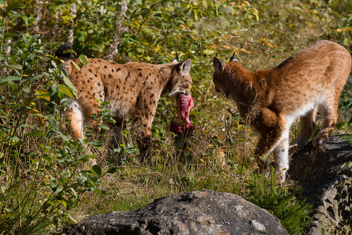 Lynx