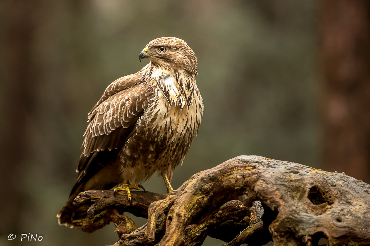 Buizerd