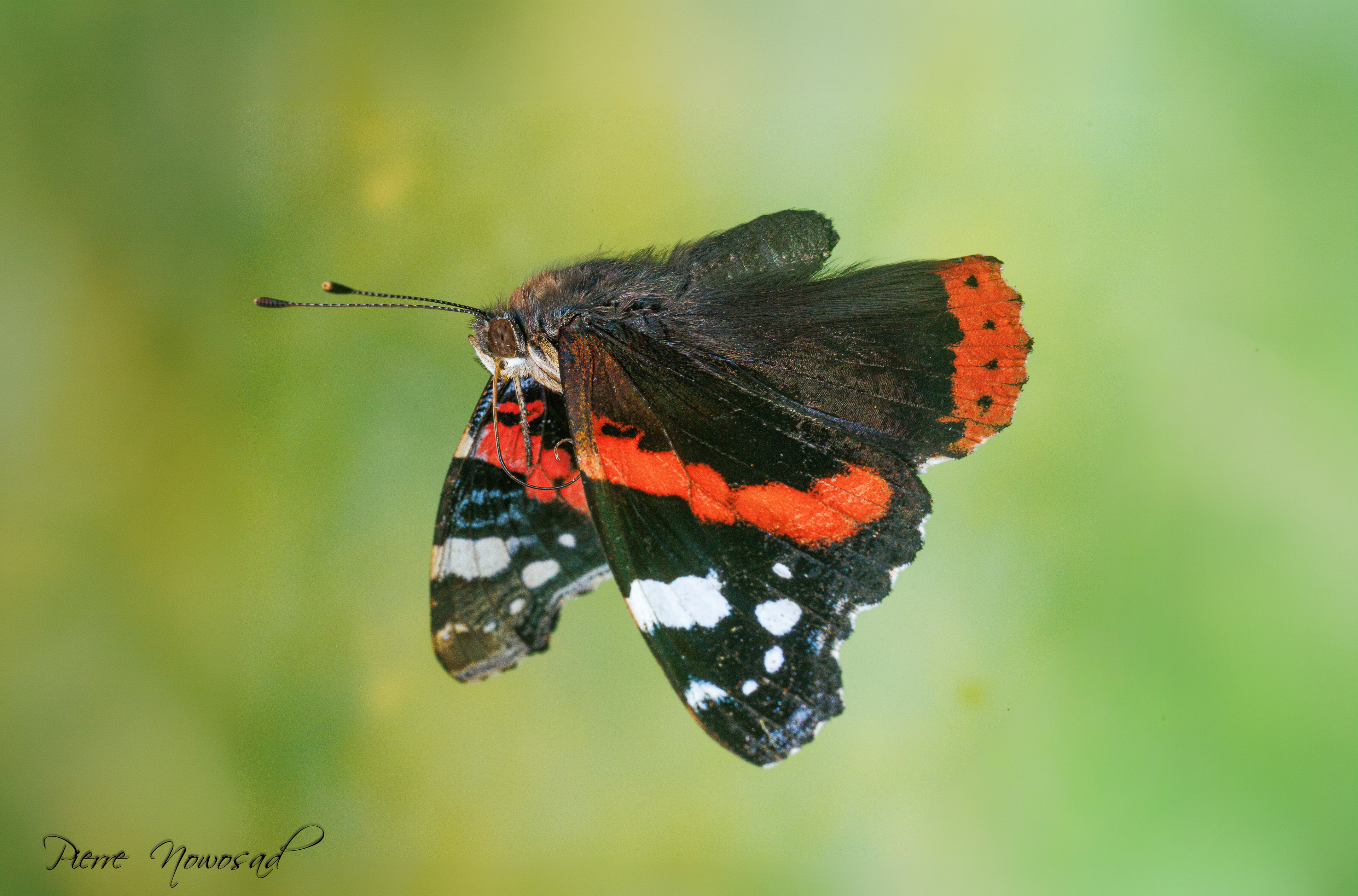 Venessa Atalanta