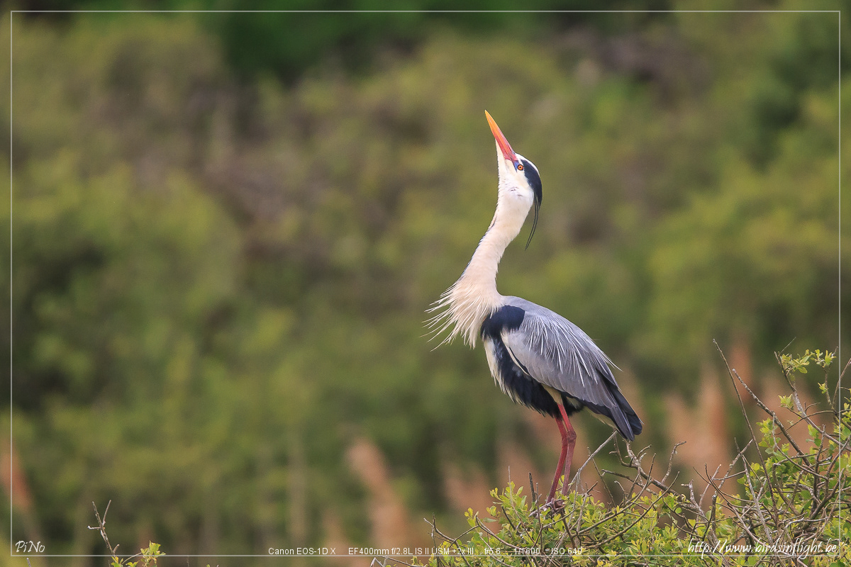 Blauwe Reiger