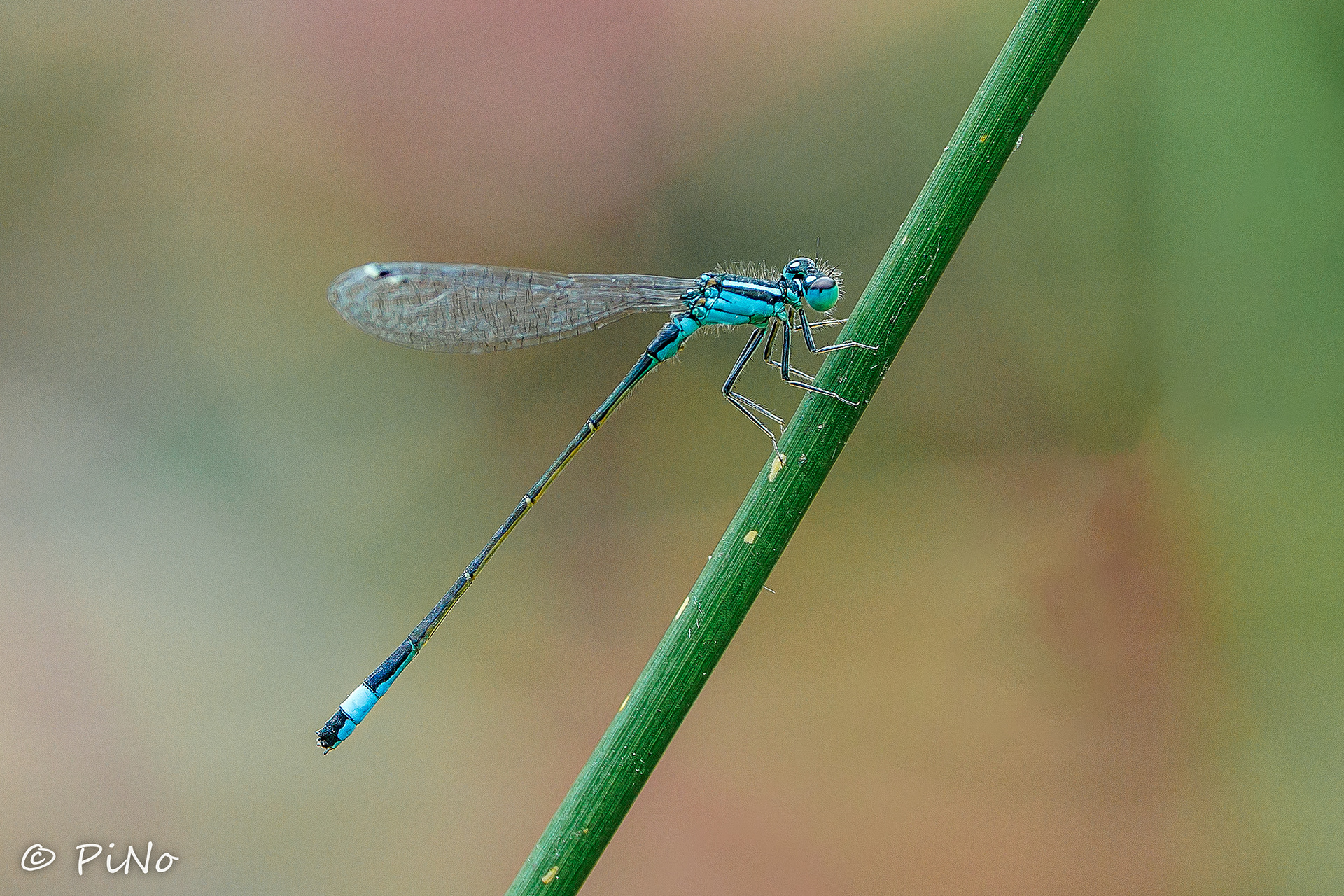 Lantaarntje ( Schnura elegans )