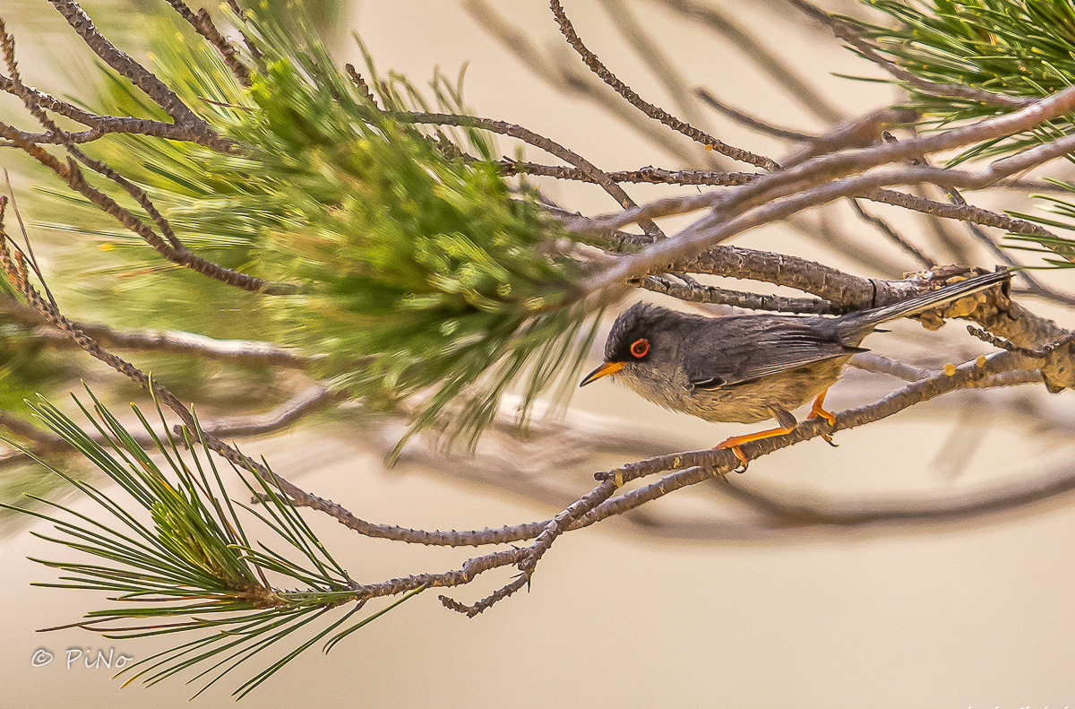 Balearische Grasmus