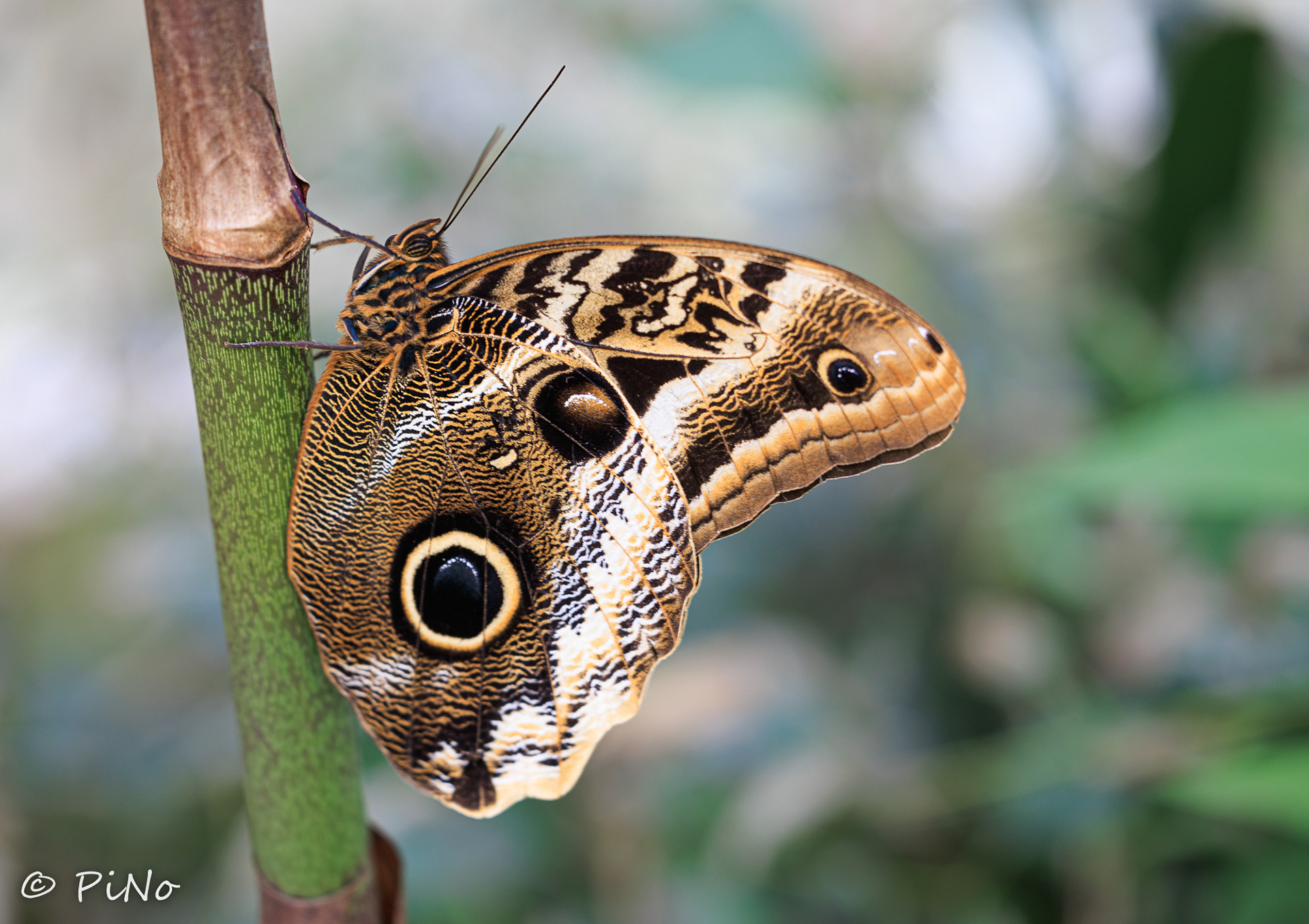 Caligo