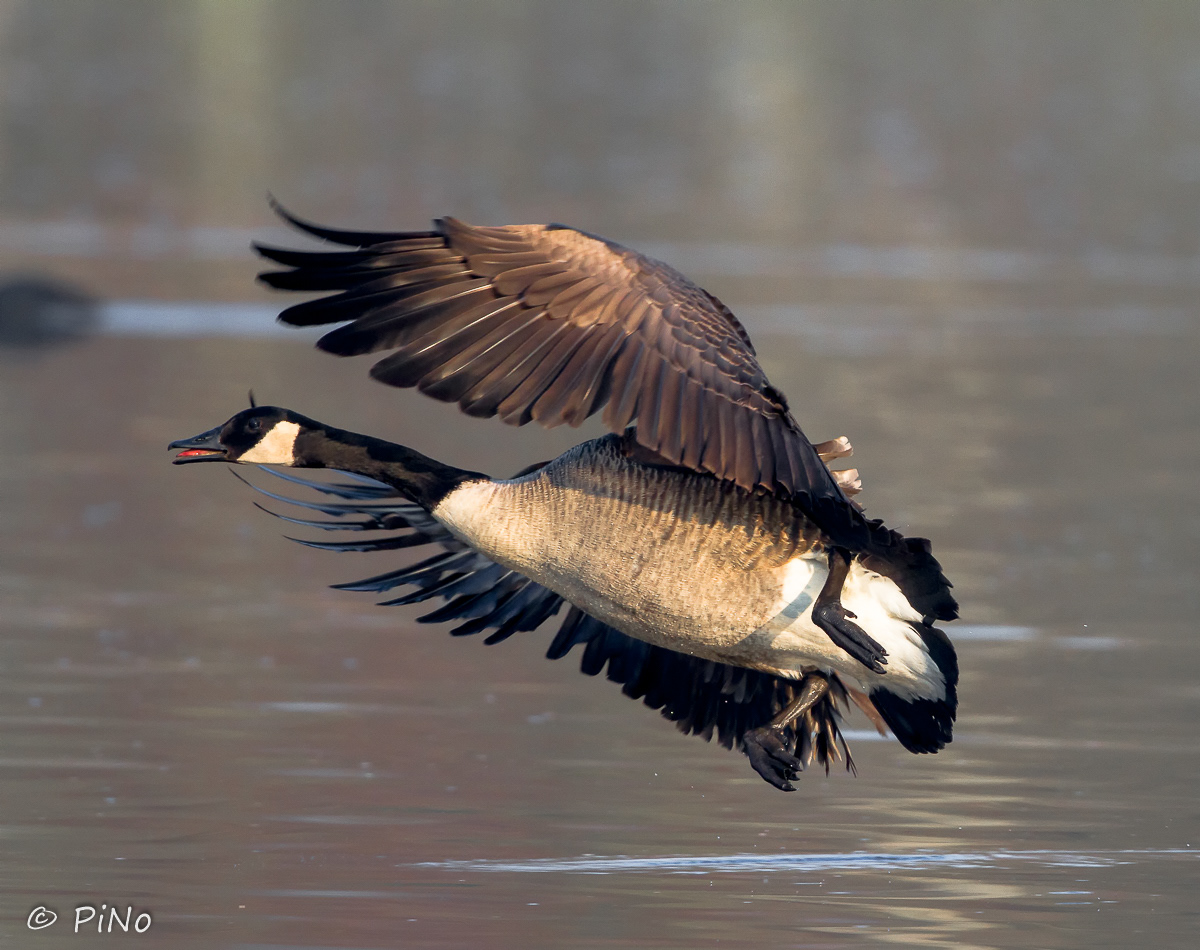Canadese Gans