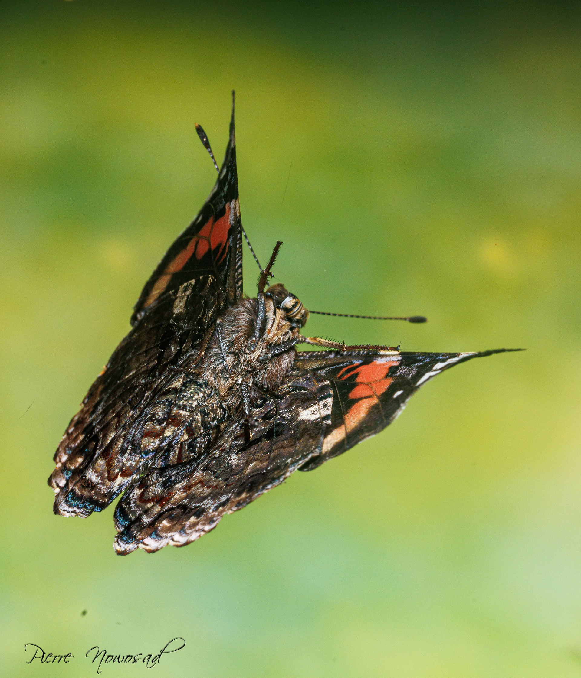 Venessa Atalanta