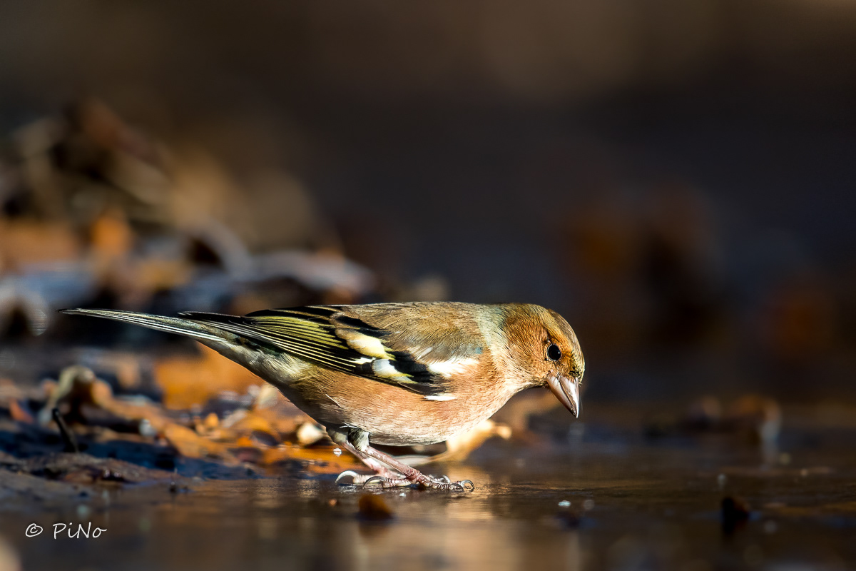 Vink