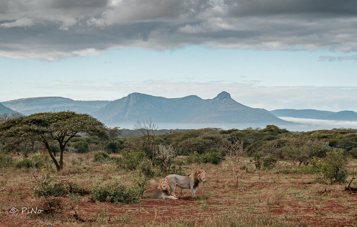 Zuid Afrika