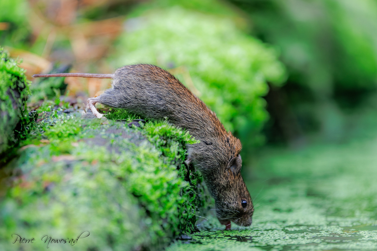 Rosse Woelmuis