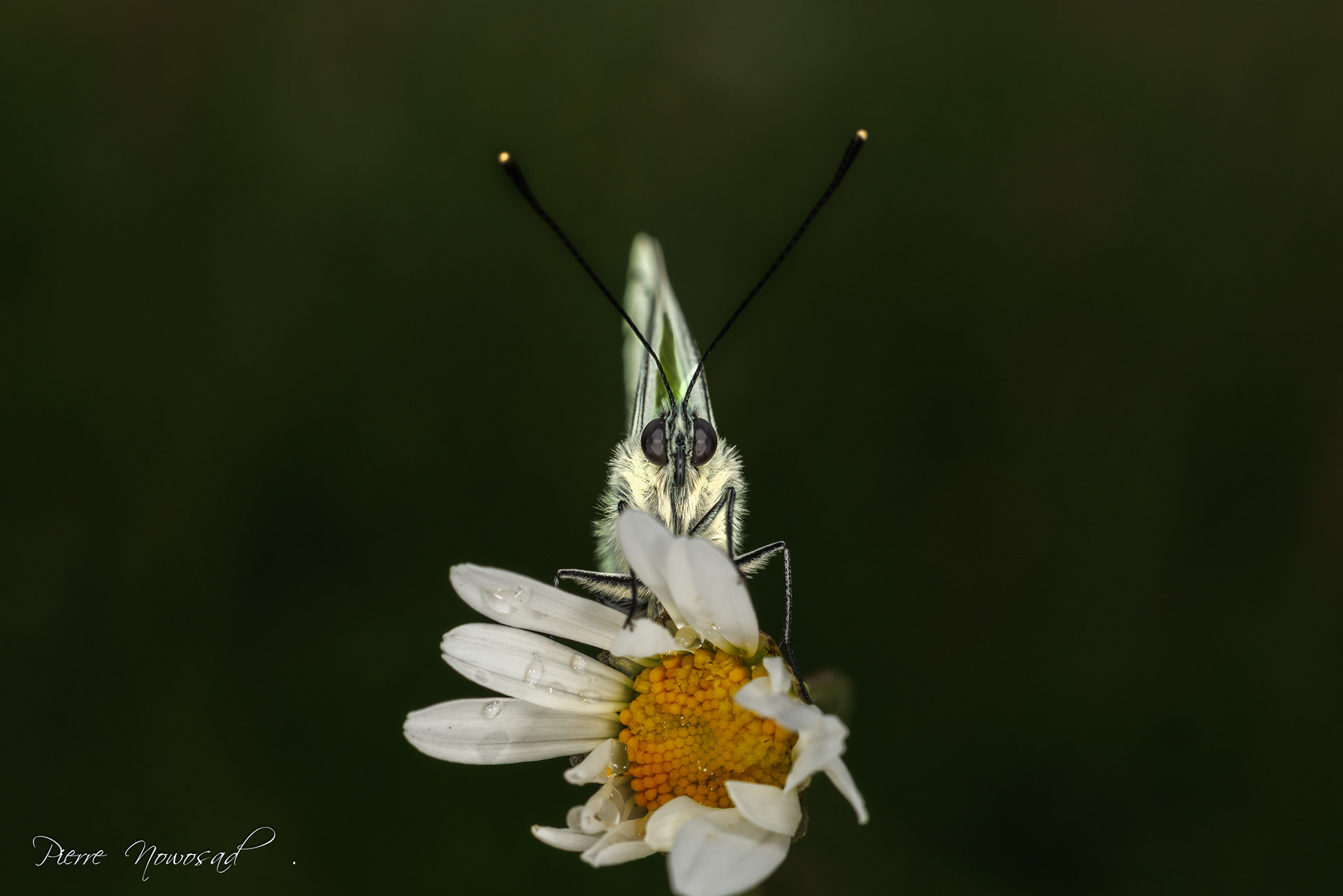 Groot Geaderd Witje
