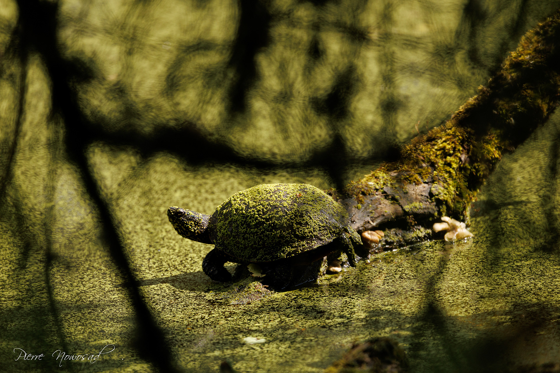 Europese Moerasschildpad