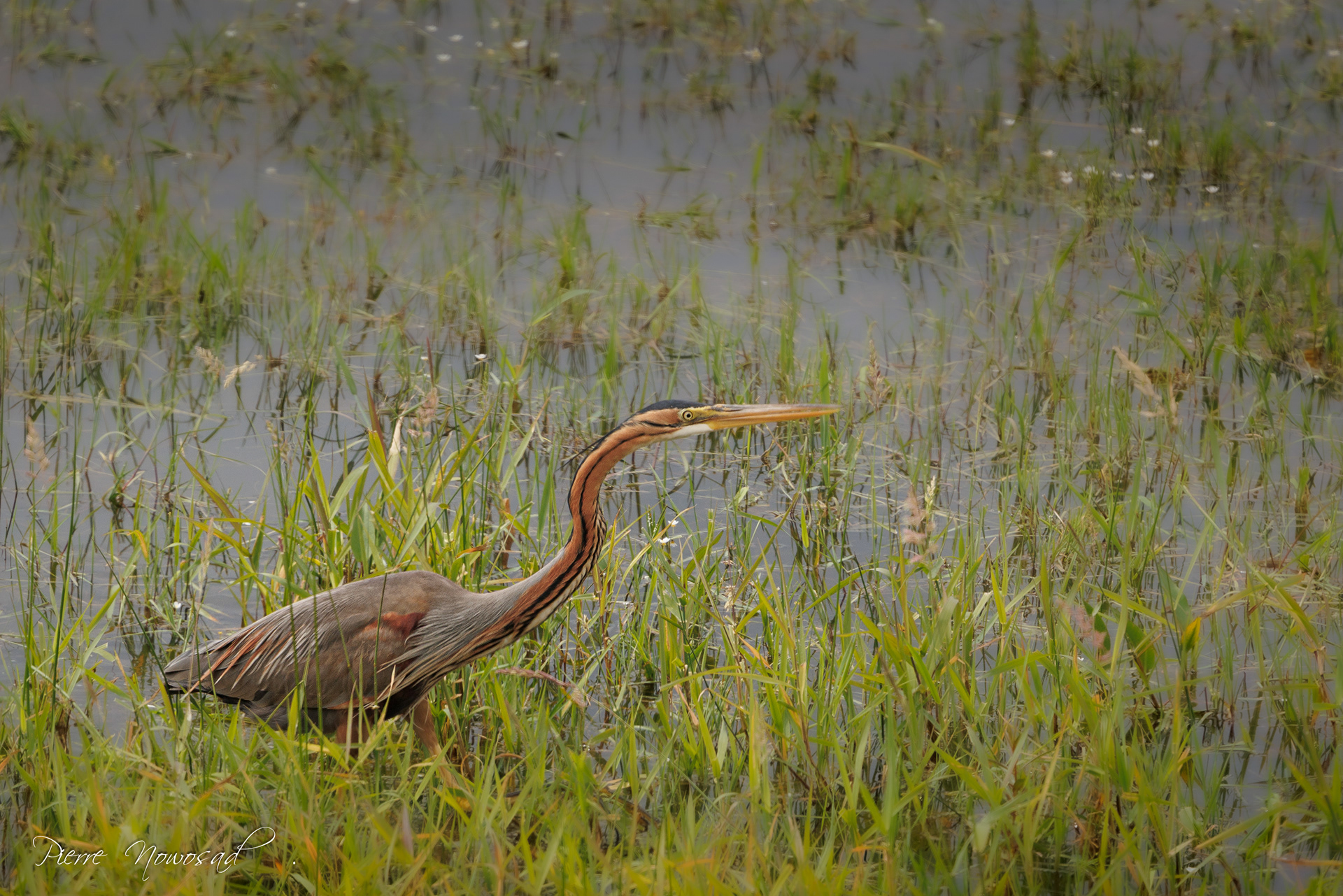 Purperreiger
