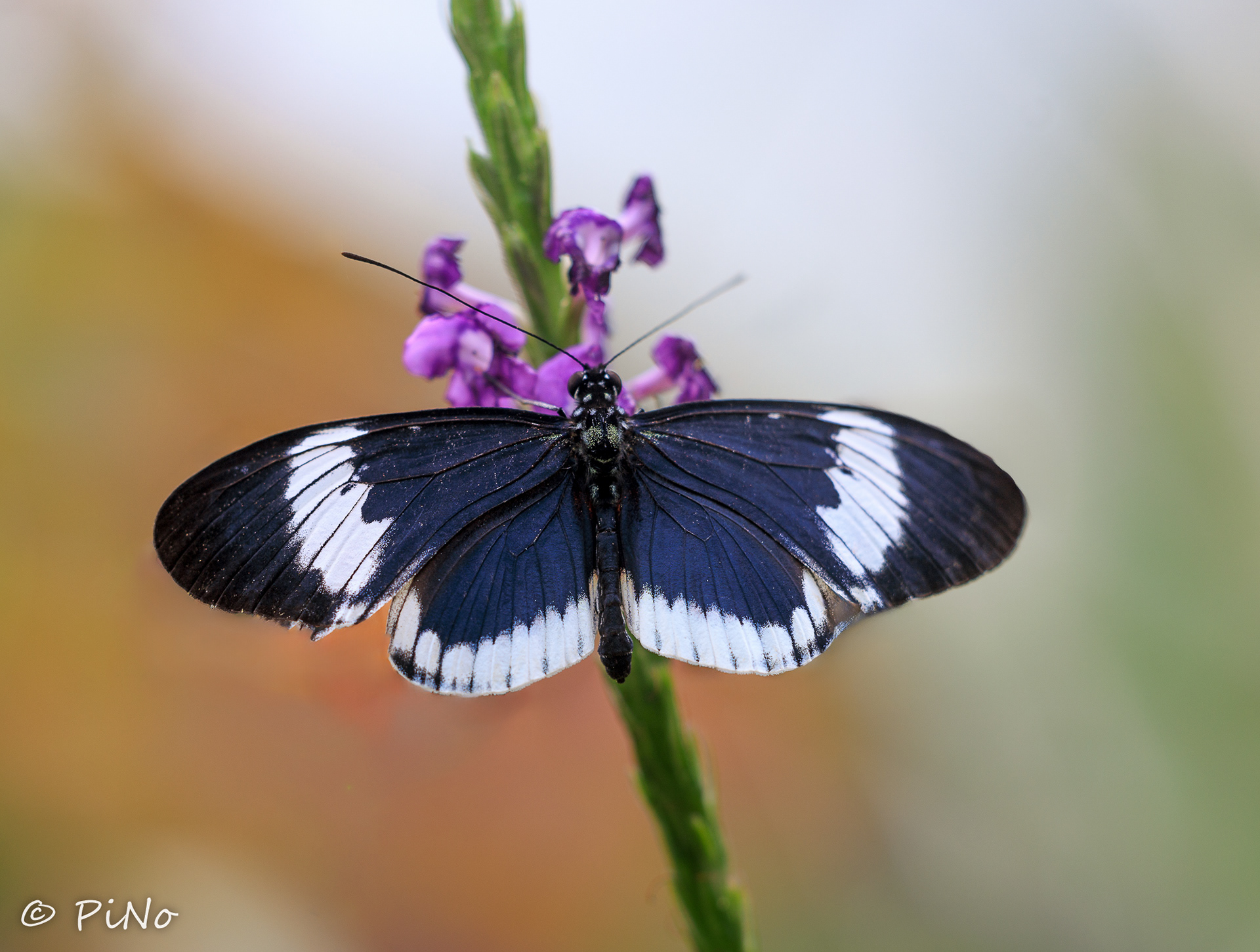 Heliconius sara