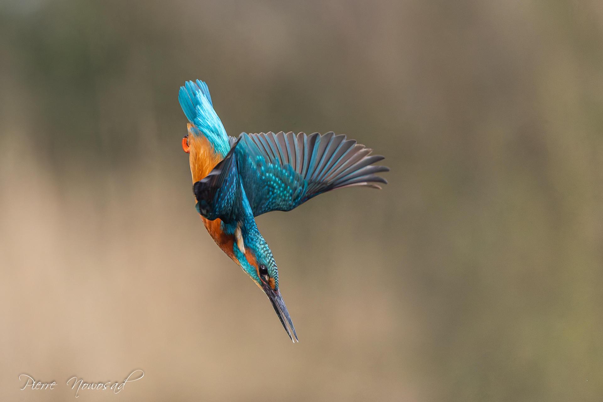 IJsvogel