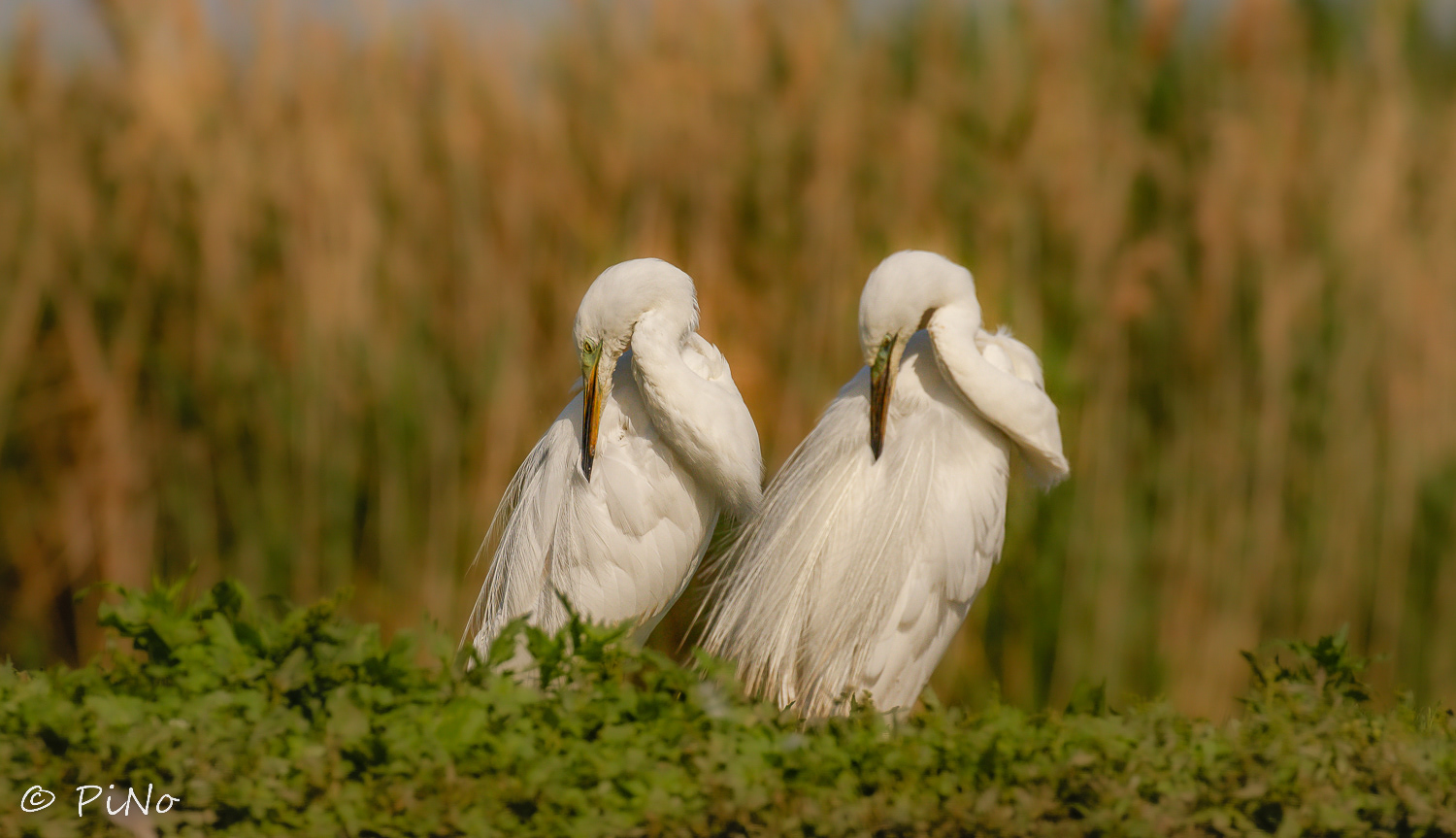 Grote Zilverreiger