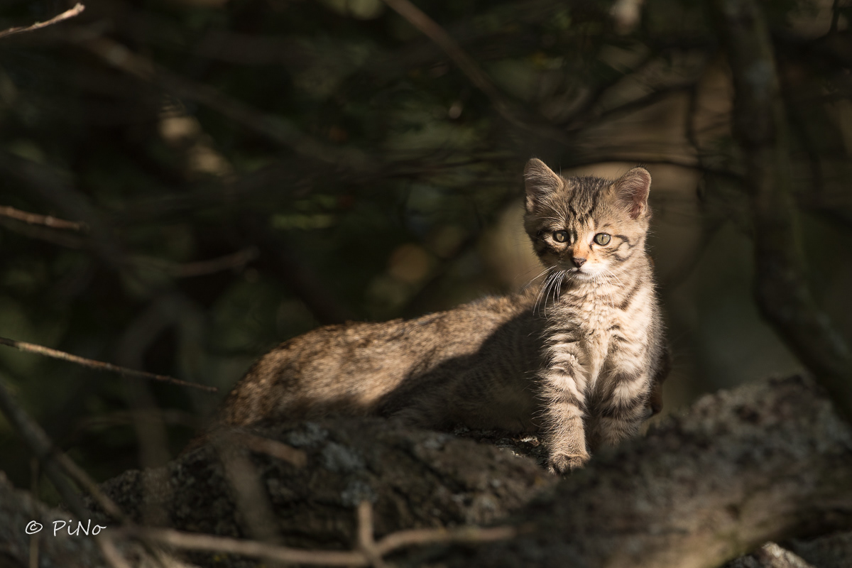 Europese Wilde Kat
