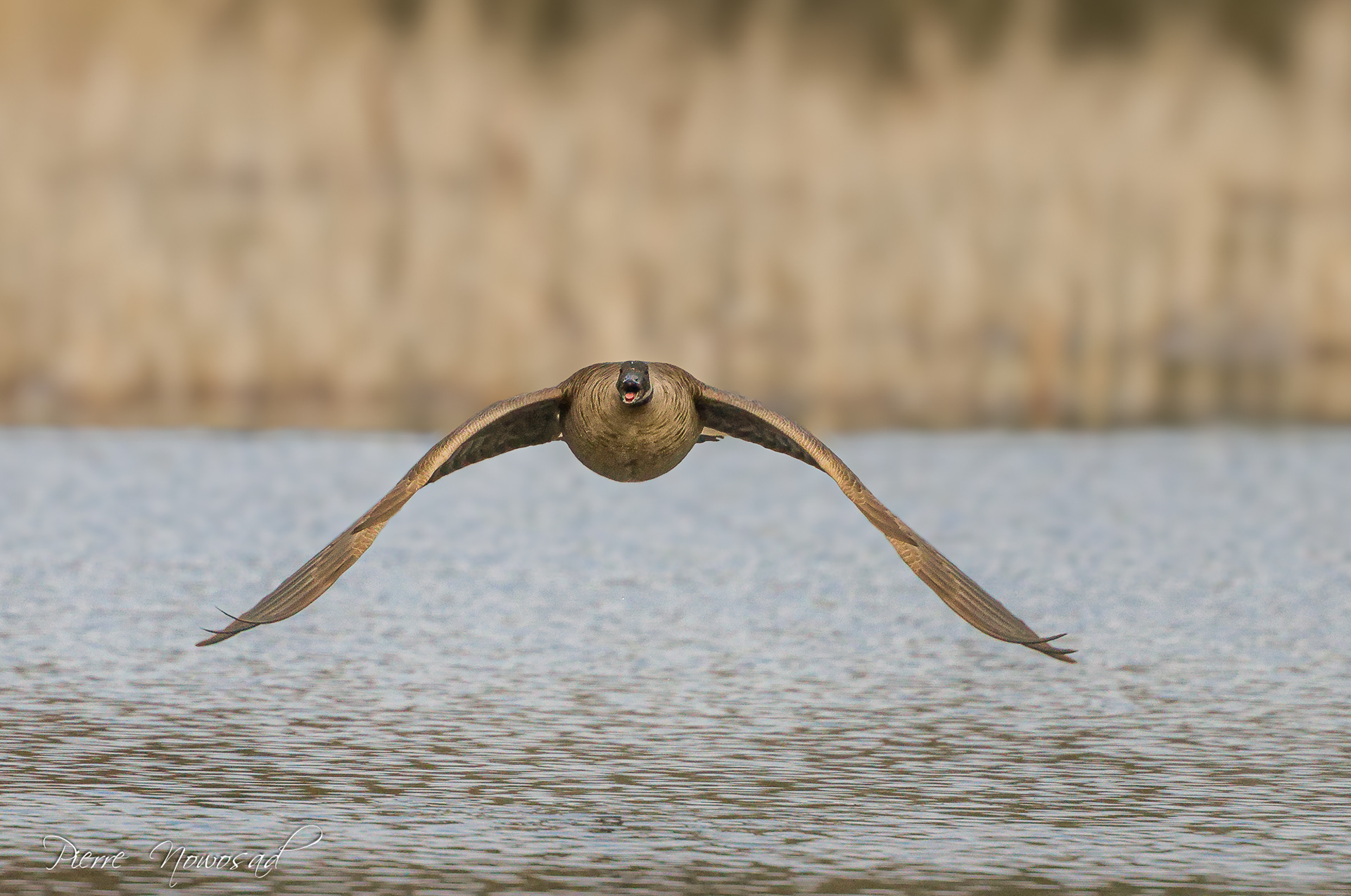 Canadese Gans