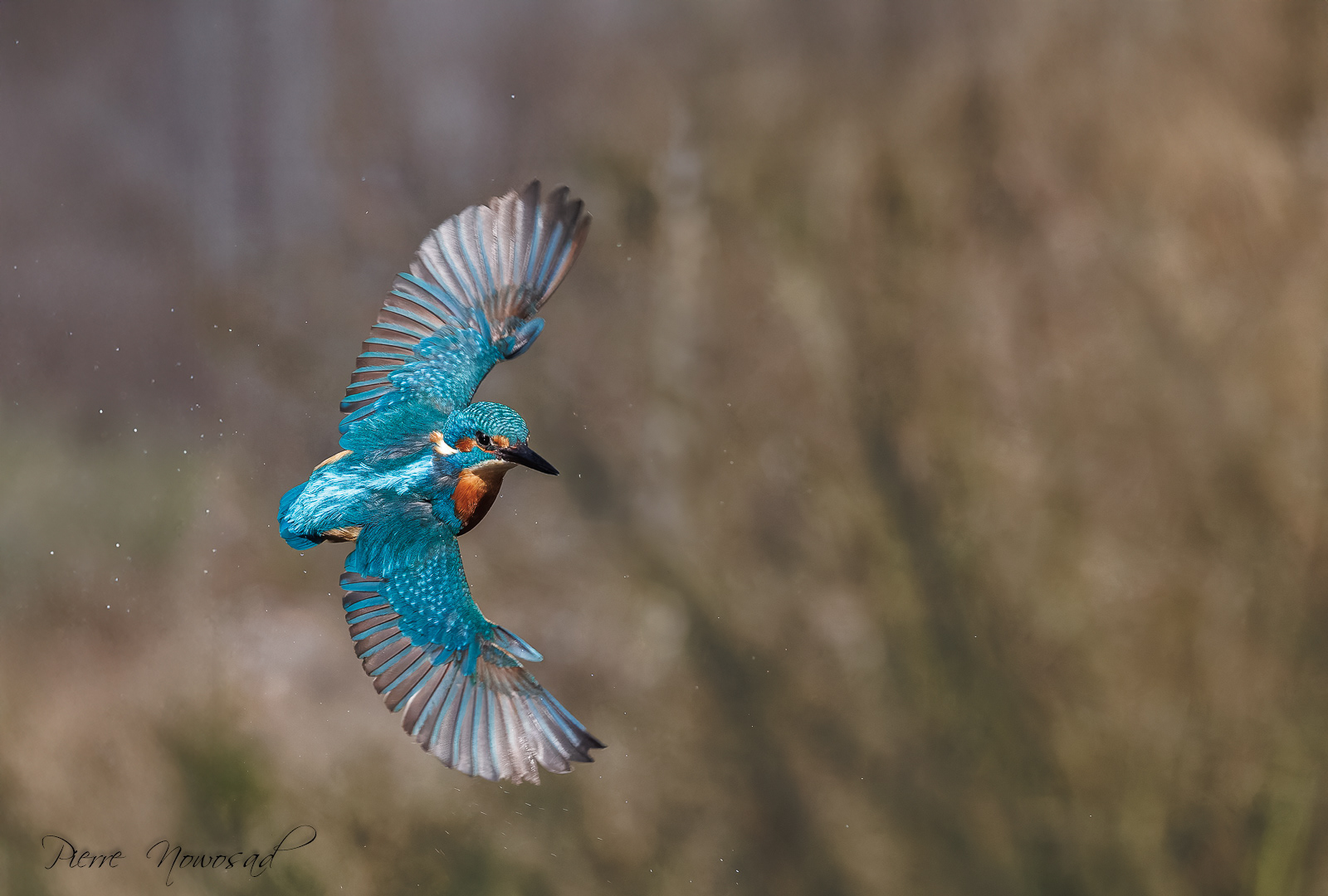 IJsvogel