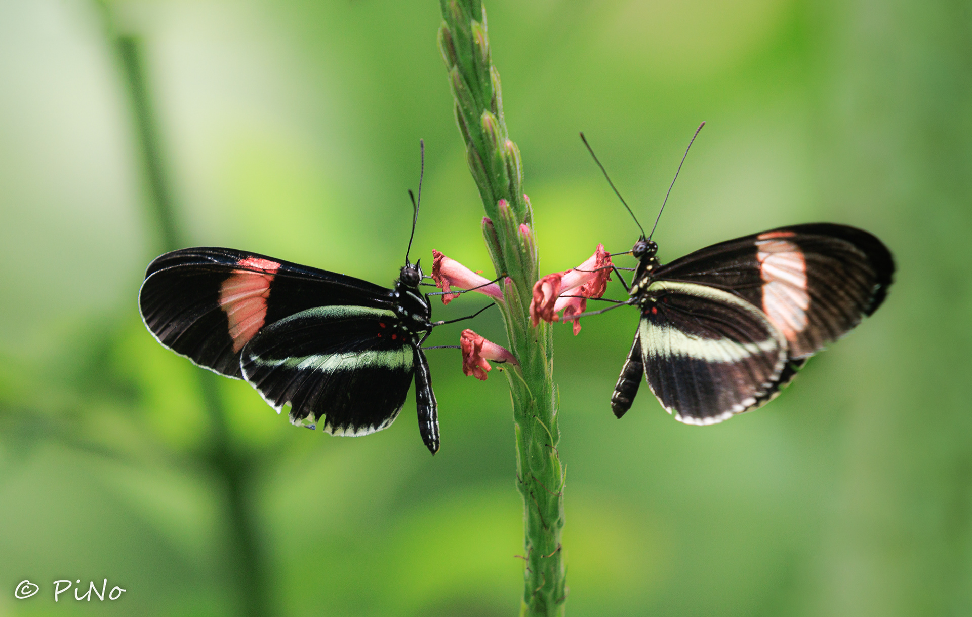 Heliconius