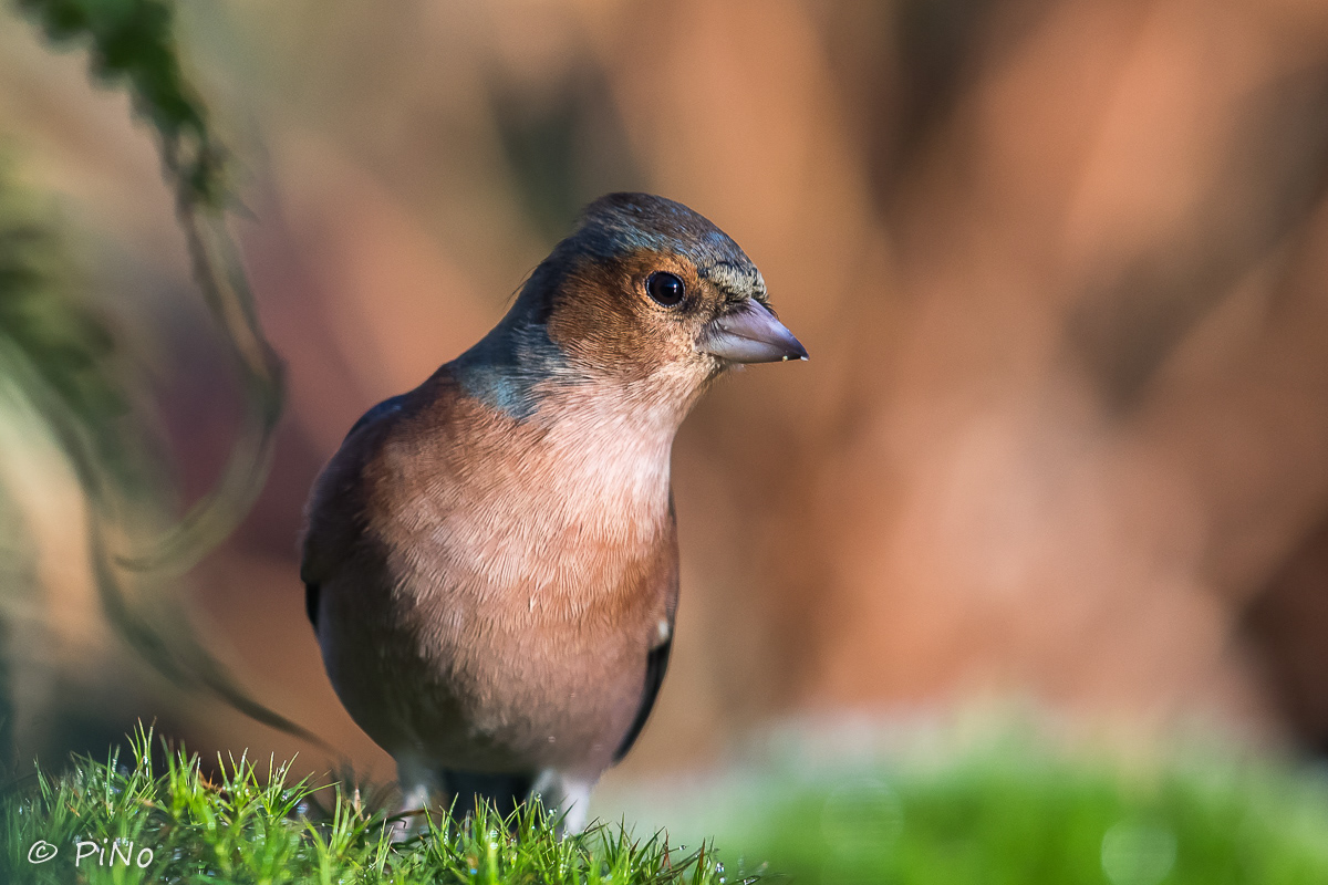 Vink