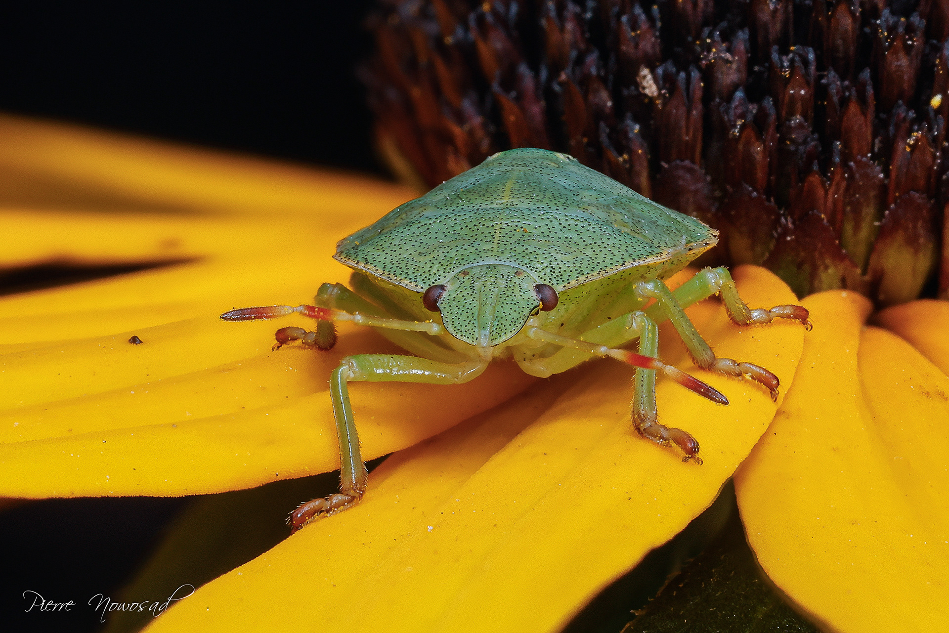 Groene Schildwants