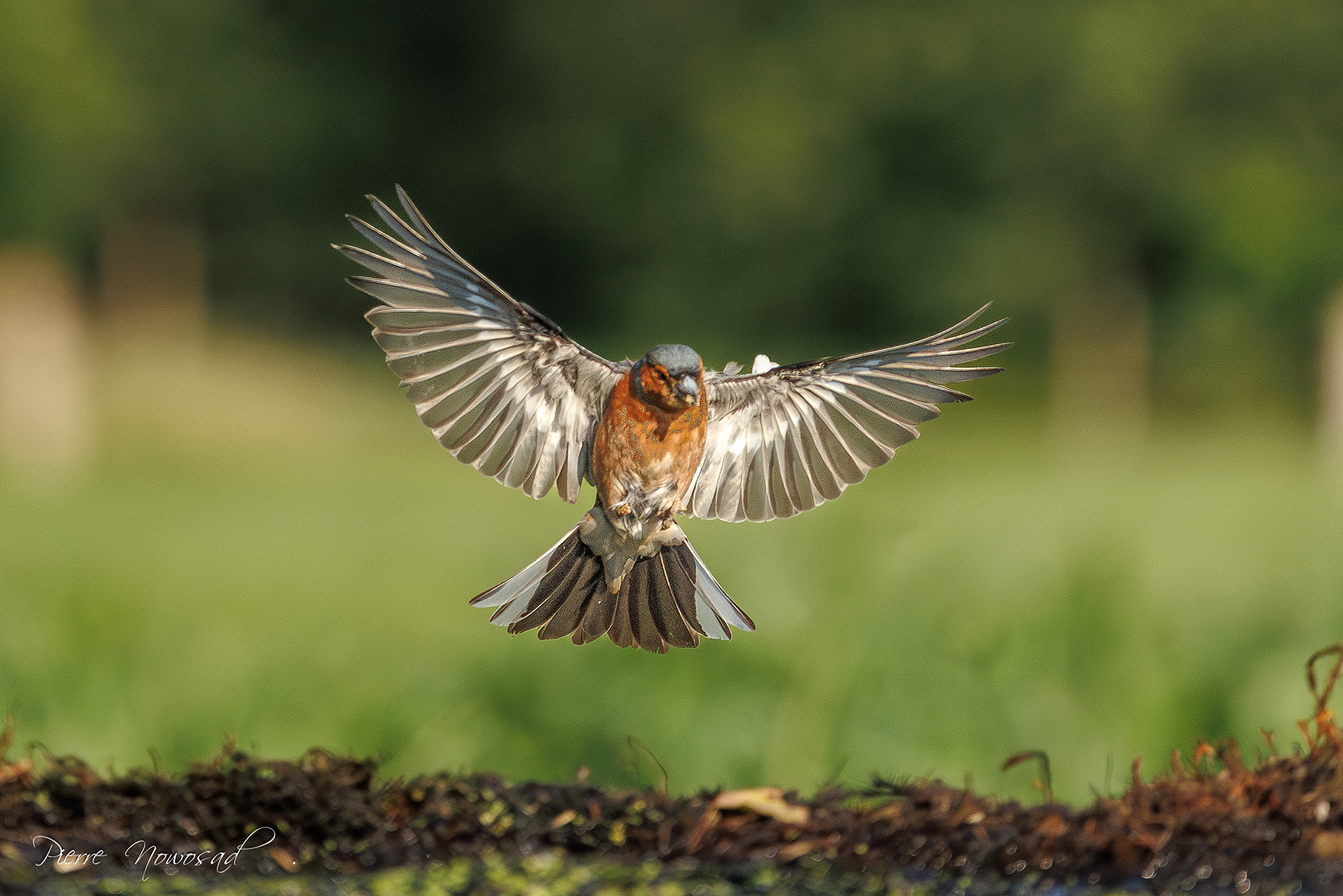 Vink