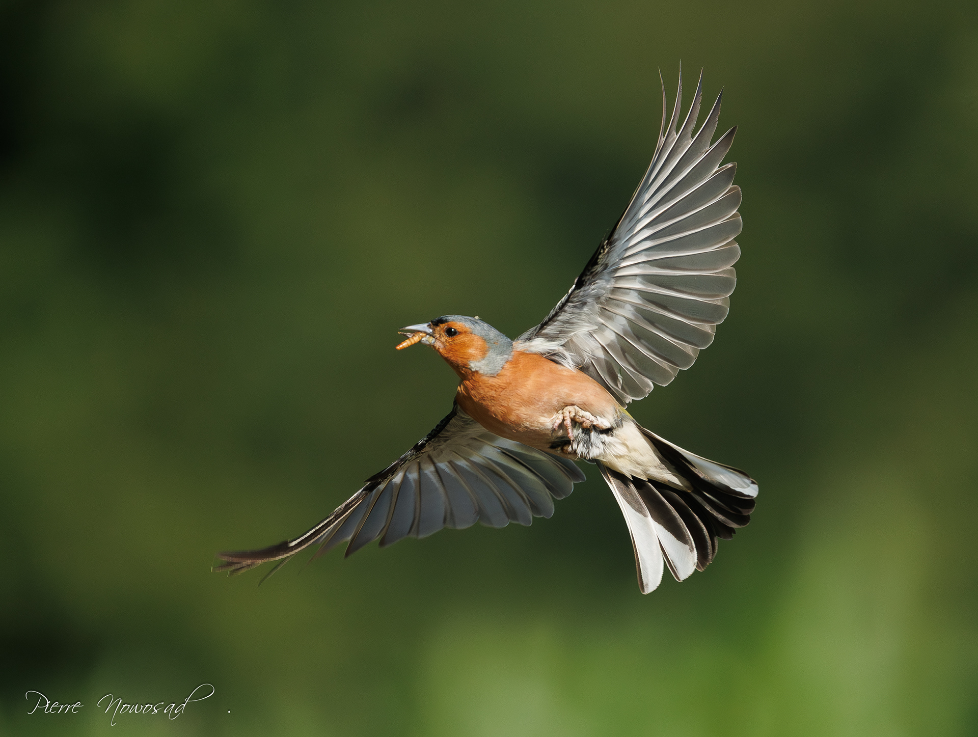 Vink