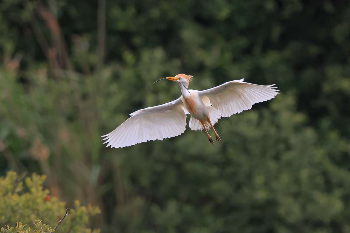 Koereiger