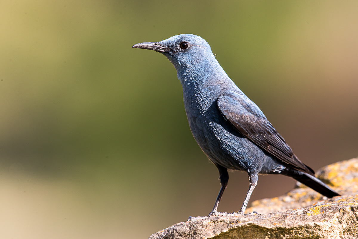 Blauwe Rotslijster