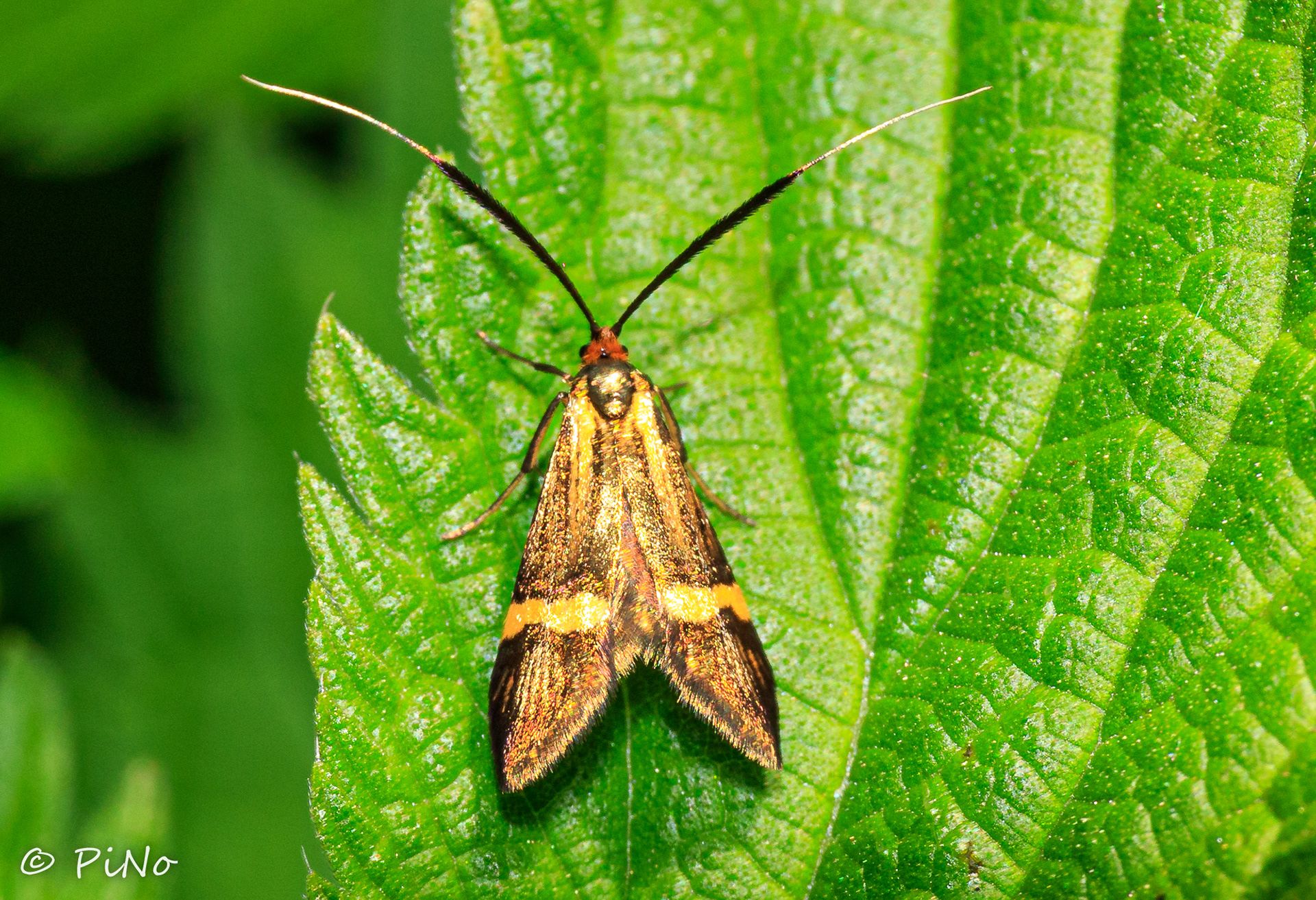 Geelbandlangsprietmot