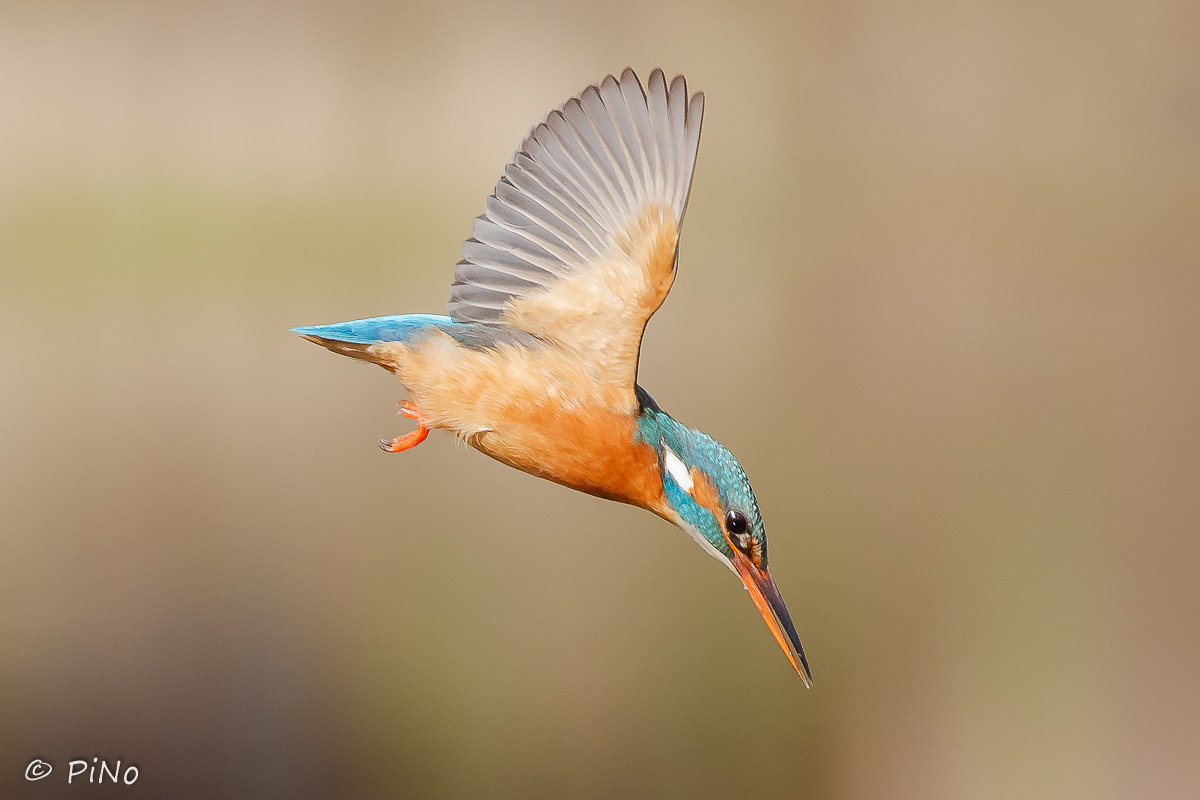 IJsvogel