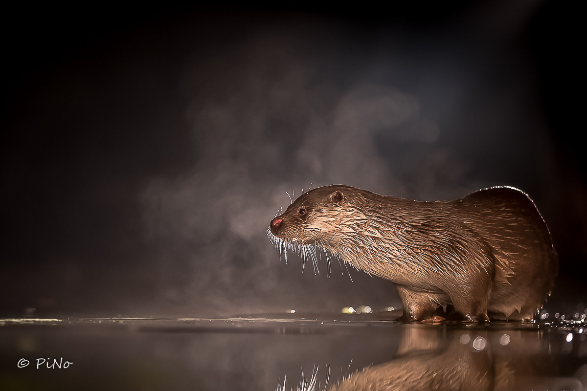Otter
