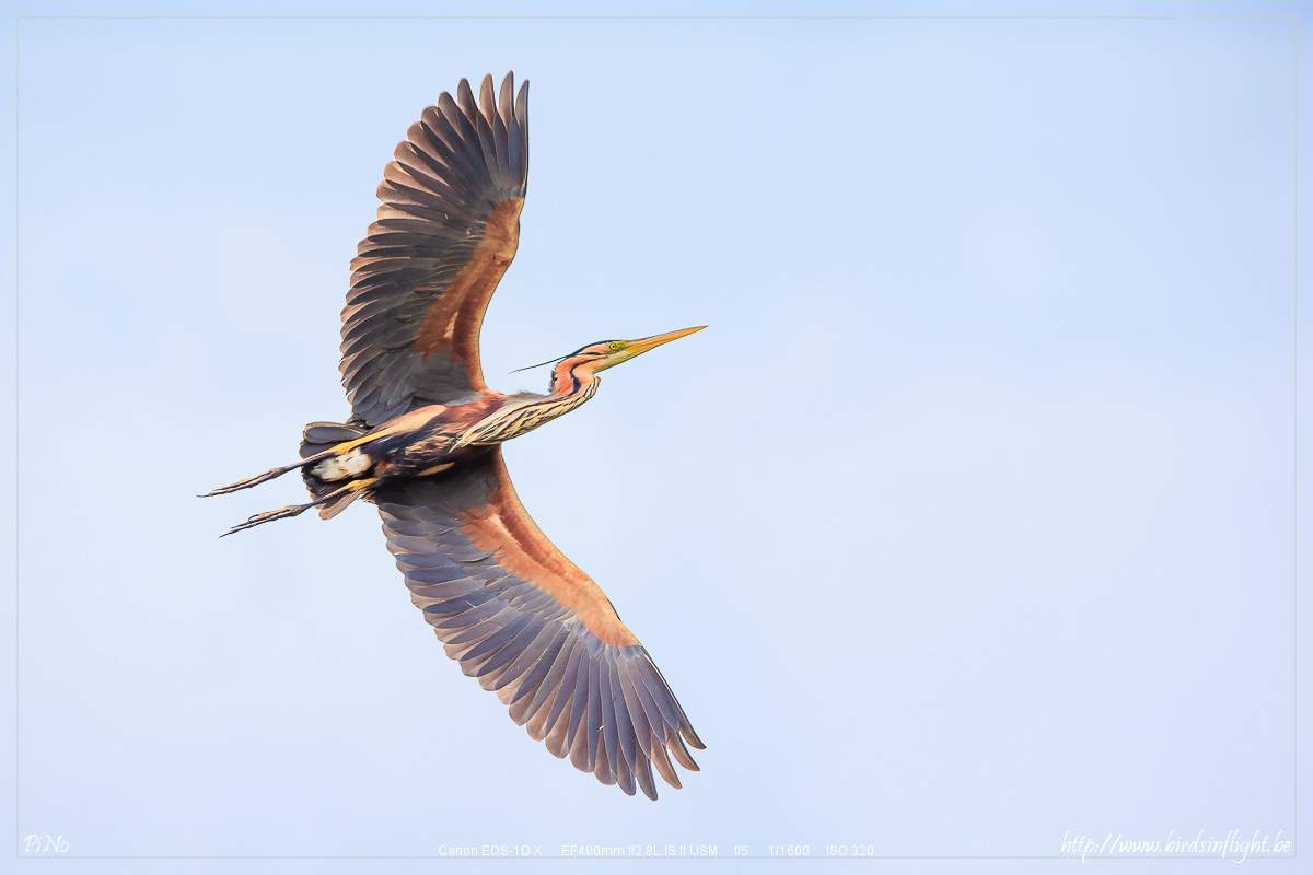 Purperreiger