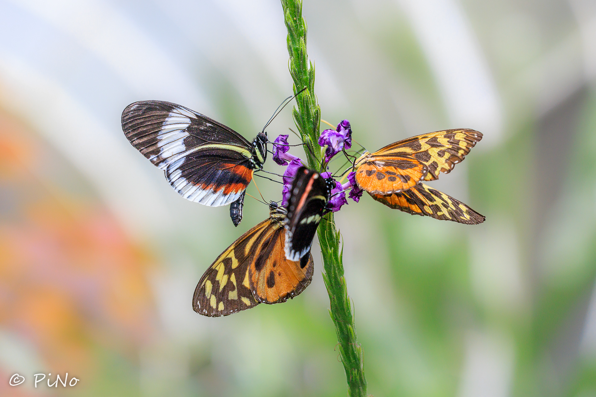 Heliconius