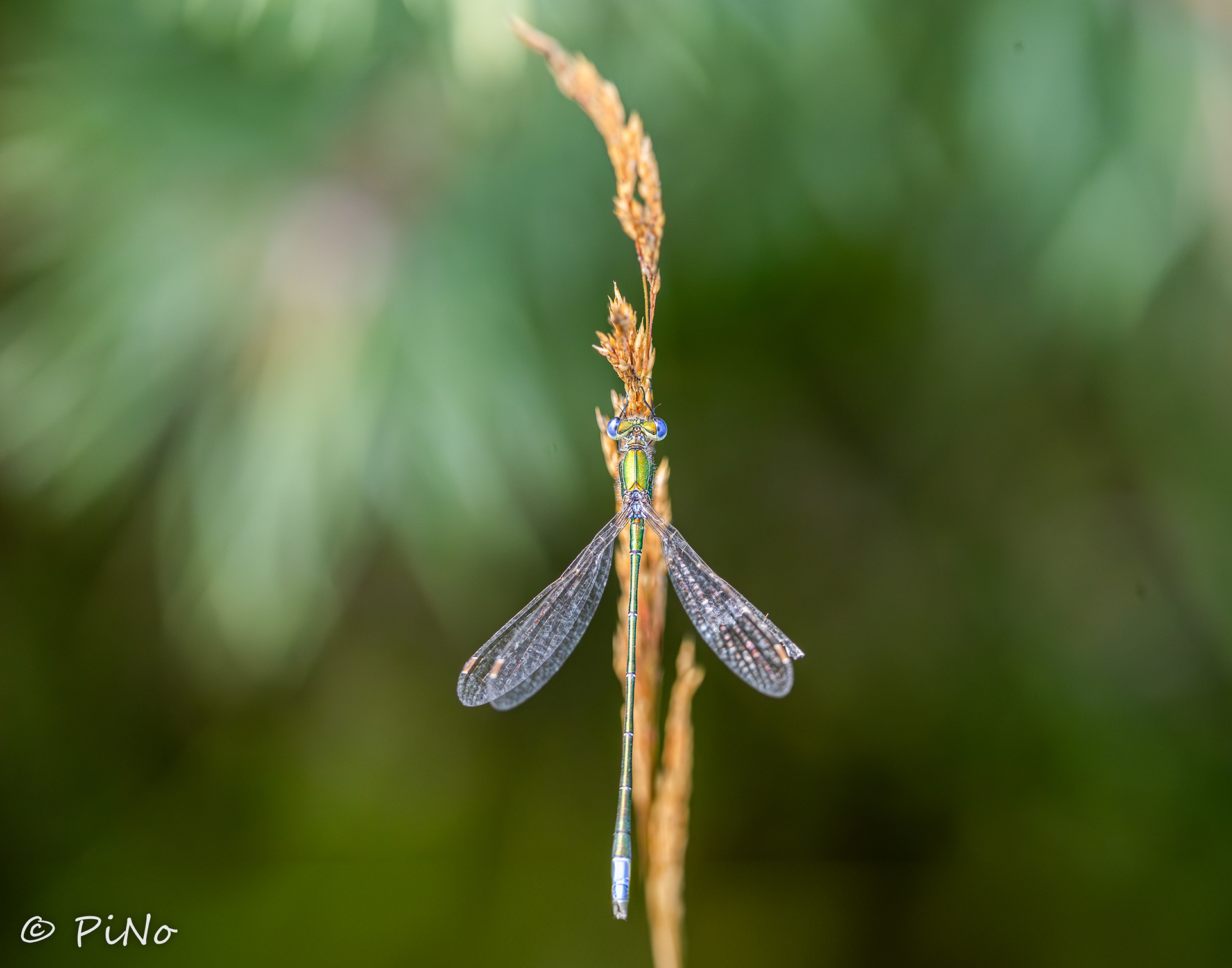 Tengere Pantserjuffer ( Lestes virens )