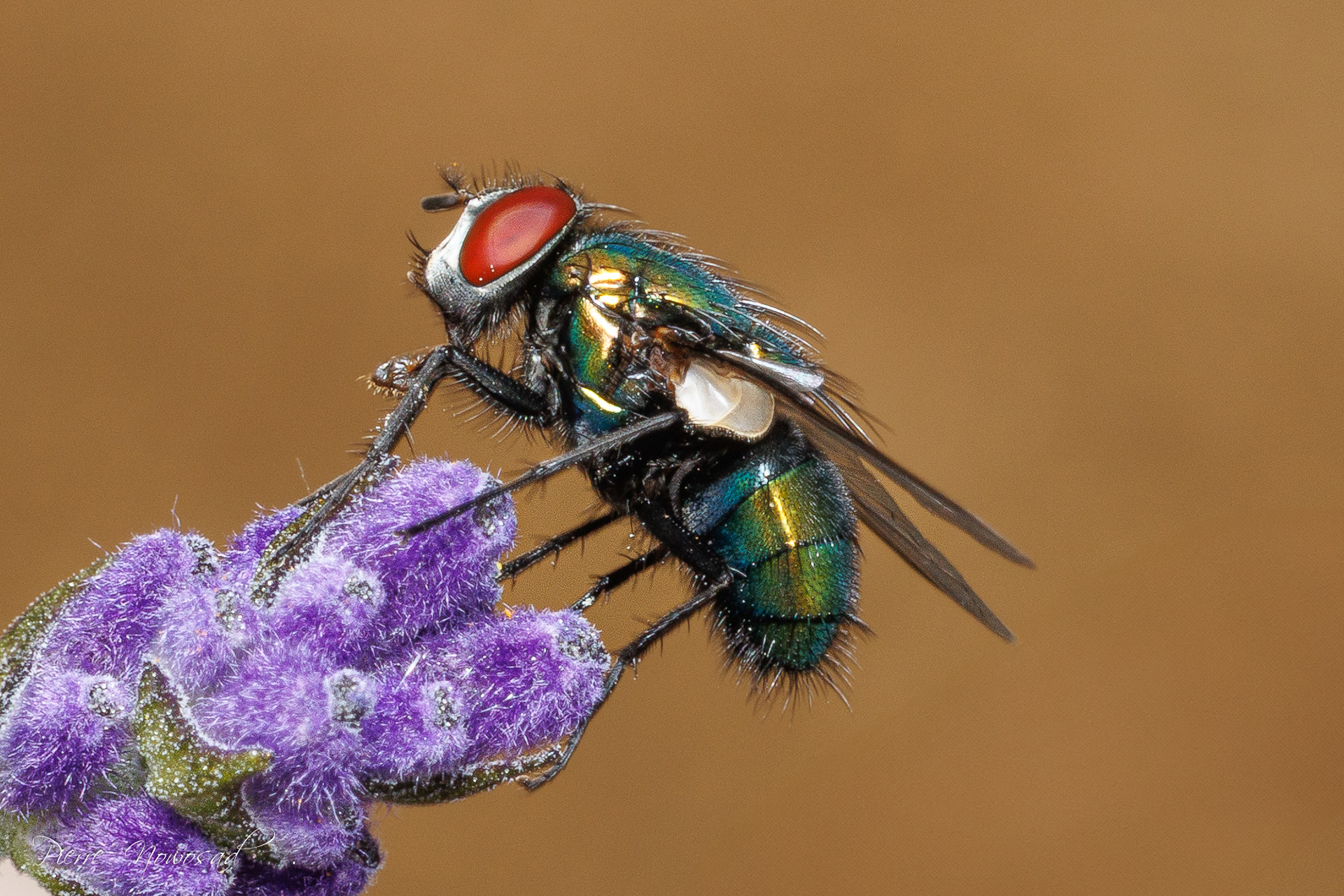 Lucilia sericata