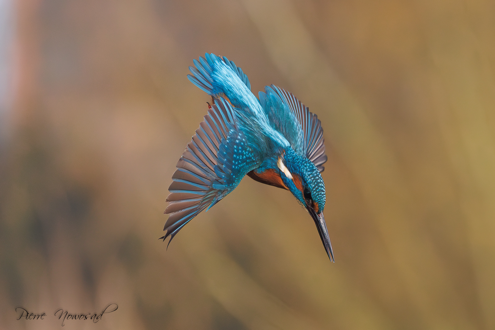 IJsvogel