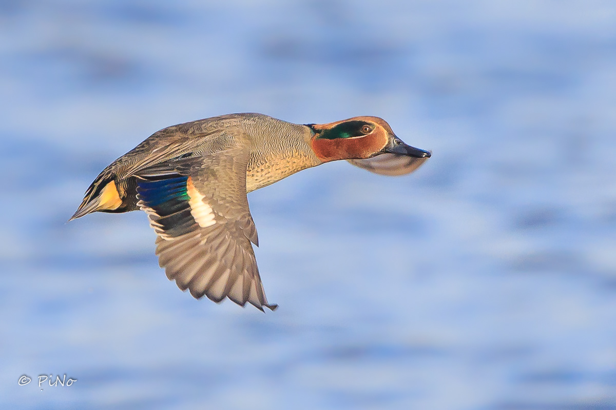 Wintertaling