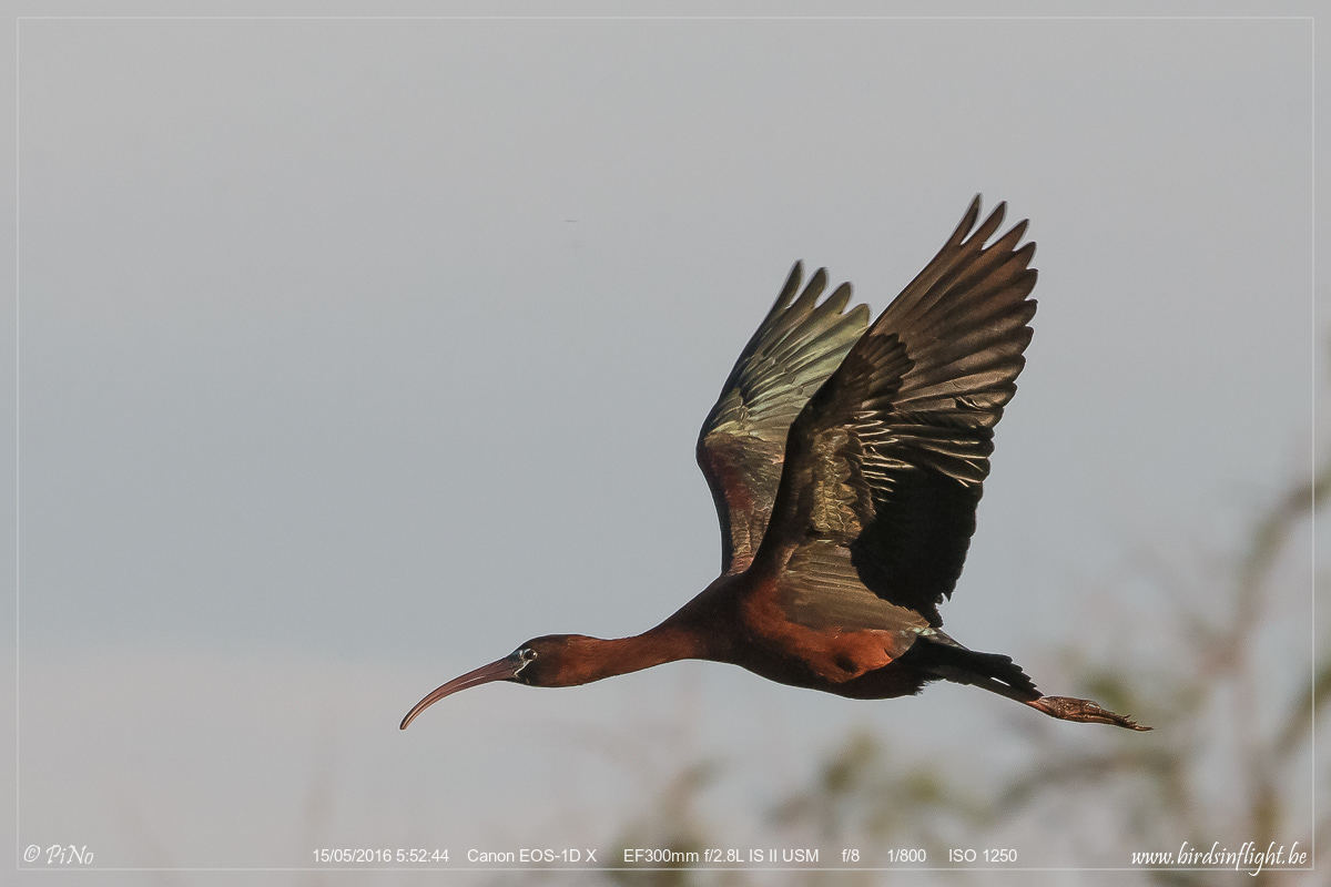 Zwarte Ibis