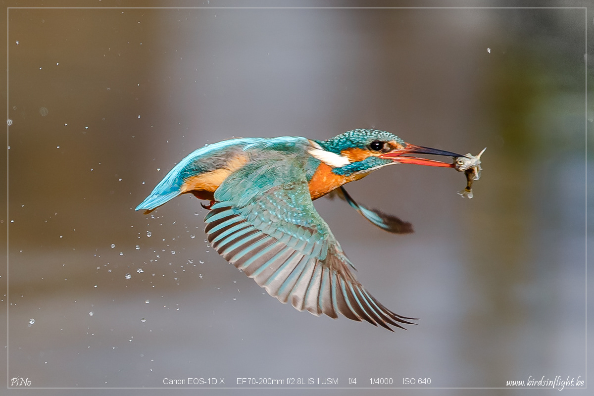 IJsvogel